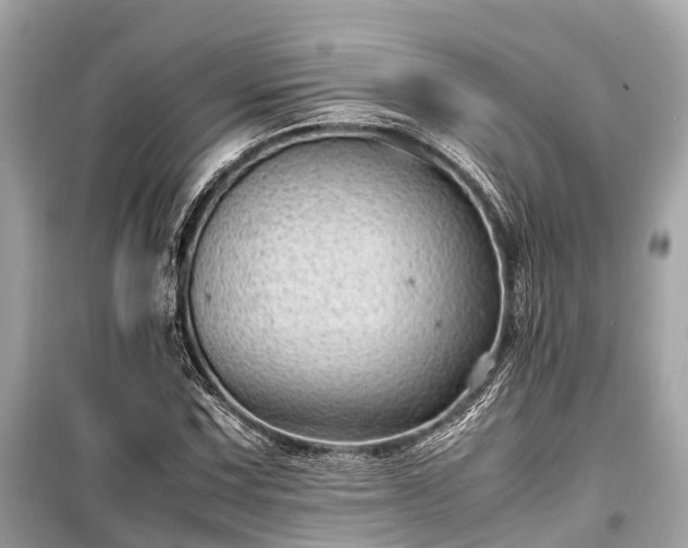 X0000099431067200805161105
