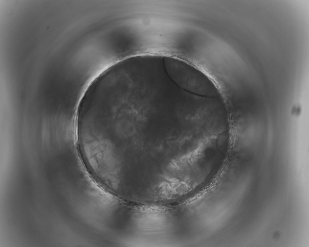 X0000099431079200805161105