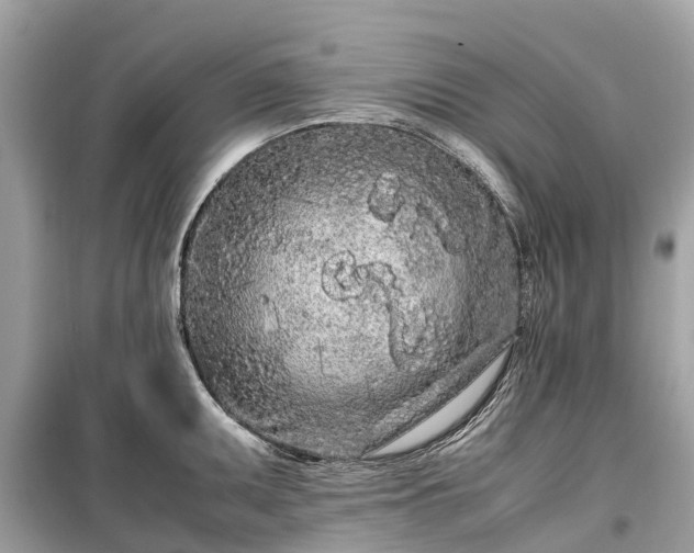 X0000099431095200805161104