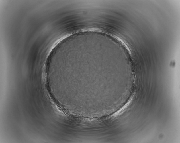 X0000099431117200805161104