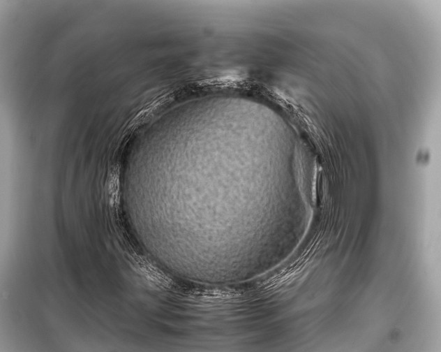 X0000099431203200805161102
