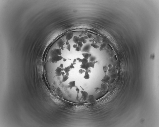 X0000099431274200805161101