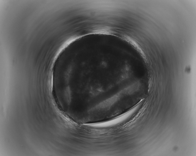 X0000099431323200805161101