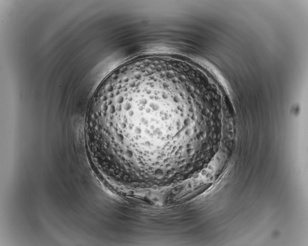 X0000099431337200805161101