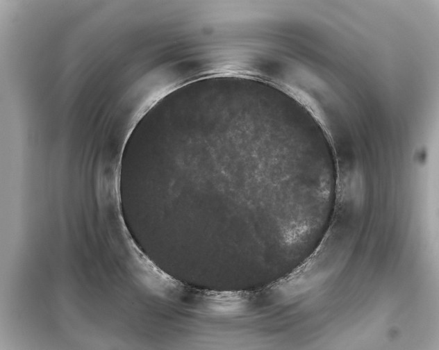 X0000099431338200805161101