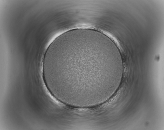 X0000099431383200805161100