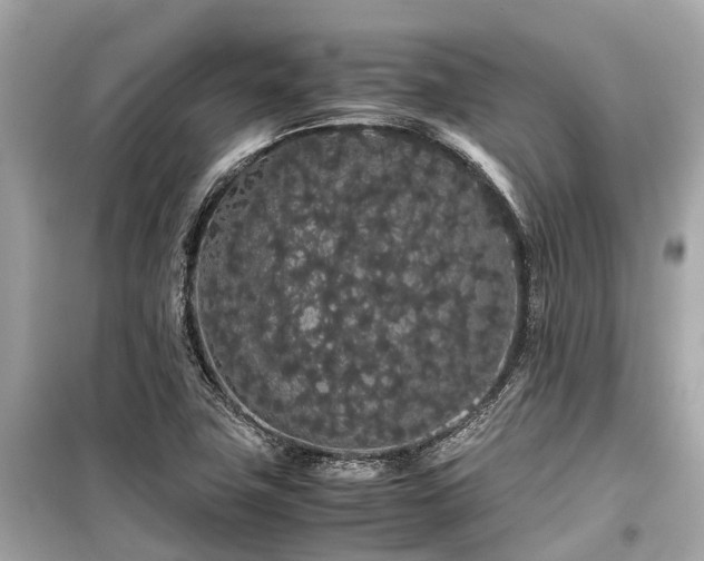 X0000099431411200805161059