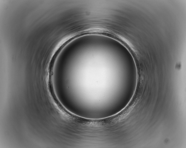 X0000099431418200805161059