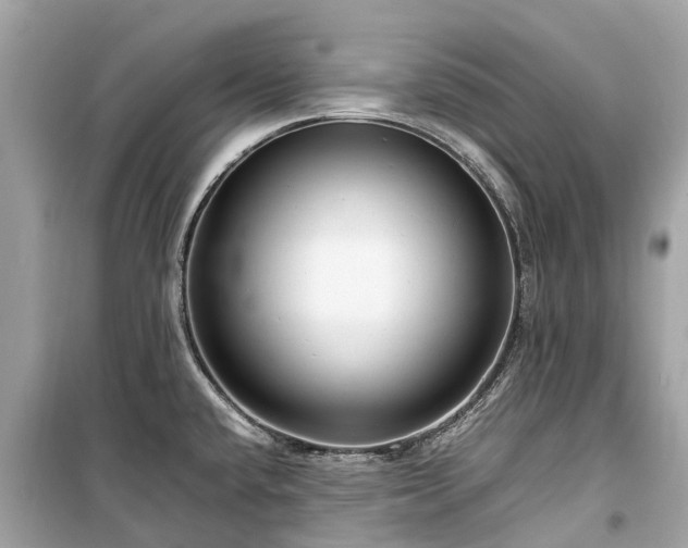 X0000099431432200805161059