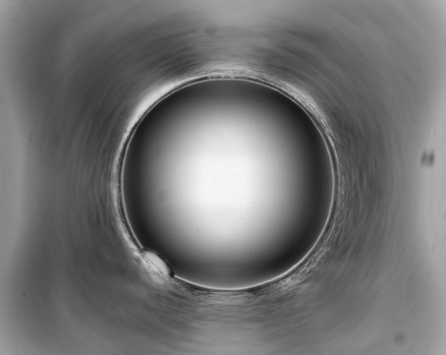 X0000099431440200805161100