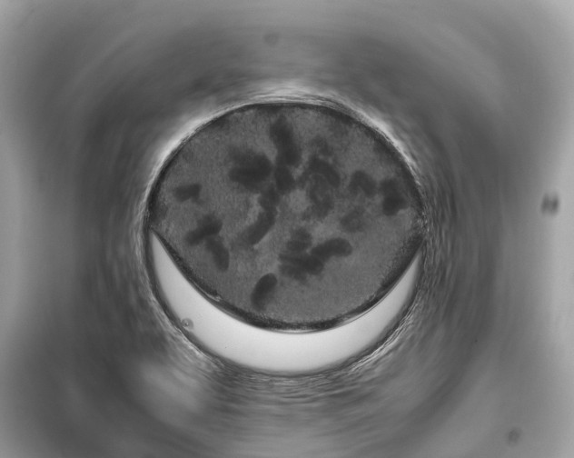 X0000099431463200805161058