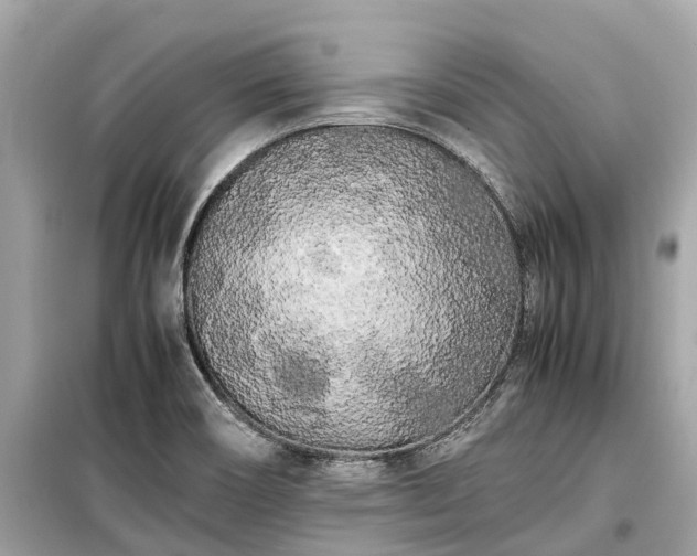 X0000099431466200805161058