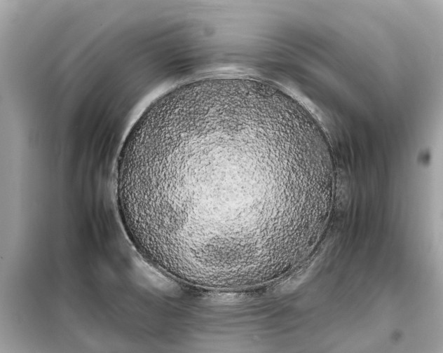 X0000099431474200805161058