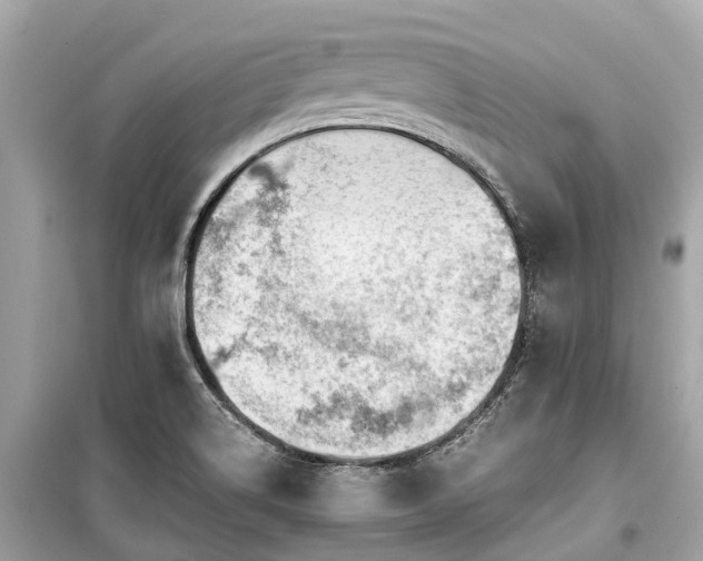 X0000099431514200805161057