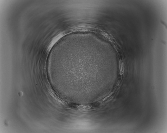 X0000099430099200805231703