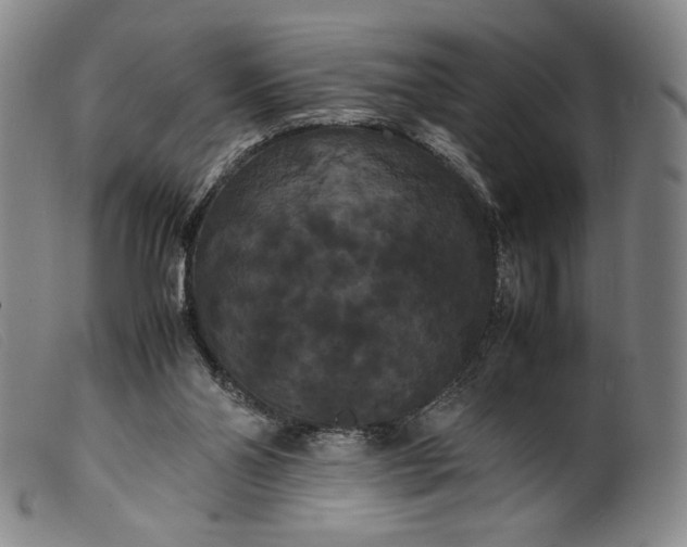 X0000099430110200805231703