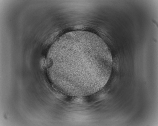 X0000099430127200805231702