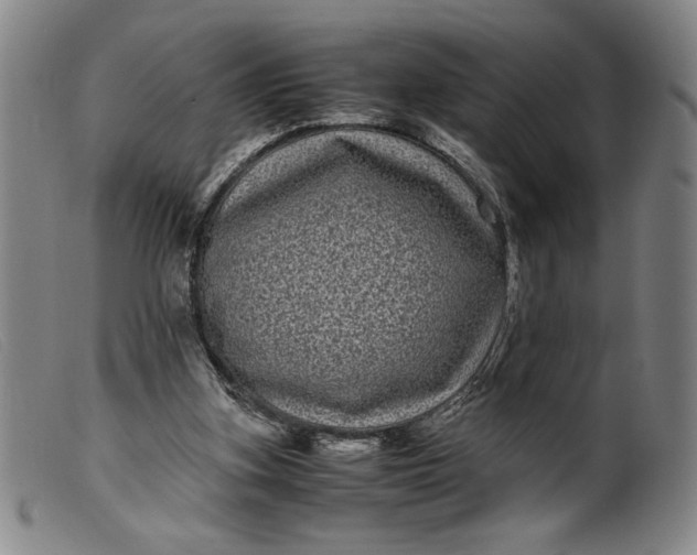 X0000099430155200805231702