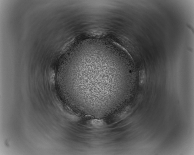 X0000099430279200805231700