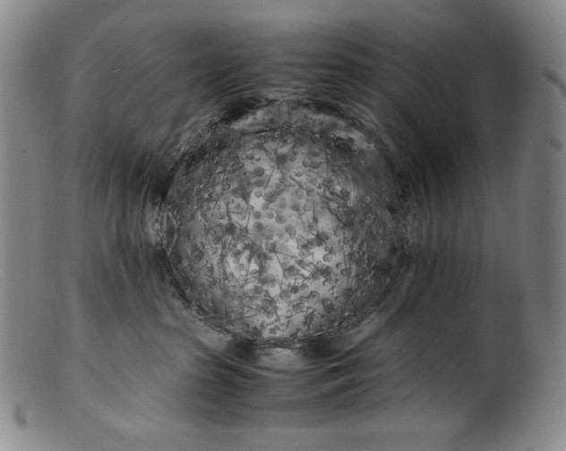 X0000099430285200805231701