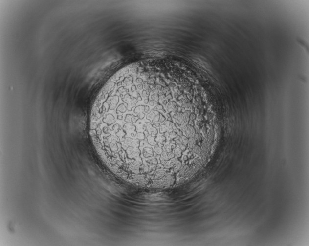 X0000099430365200805231659