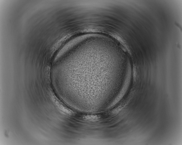 X0000099430445200805231657