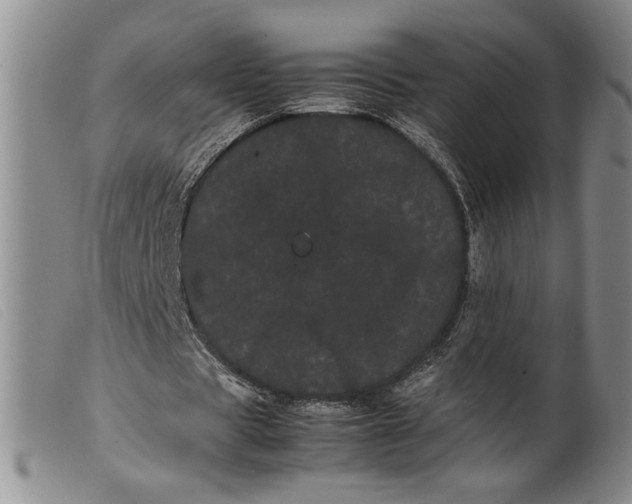 X0000099430529200805231655
