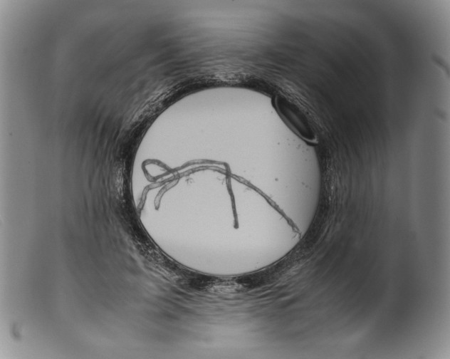 X0000099430595200805231655