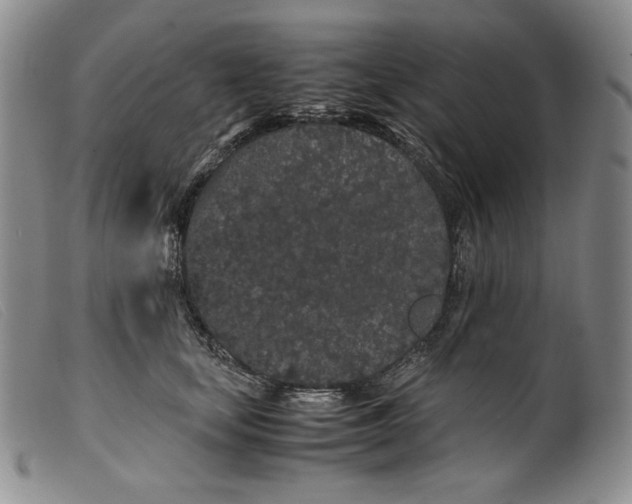 X0000099430659200805231654