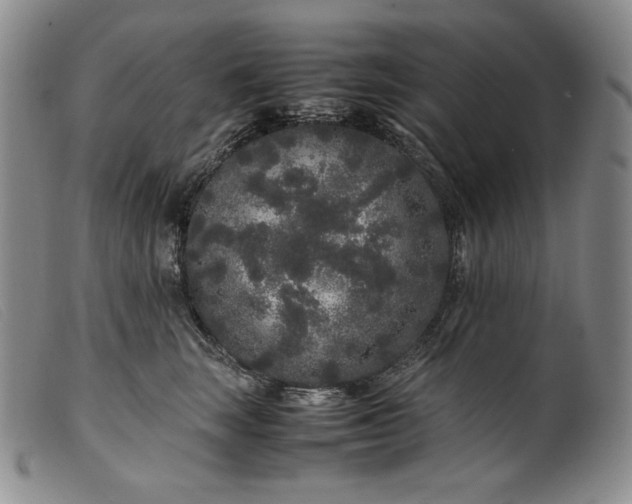 X0000099430663200805231654