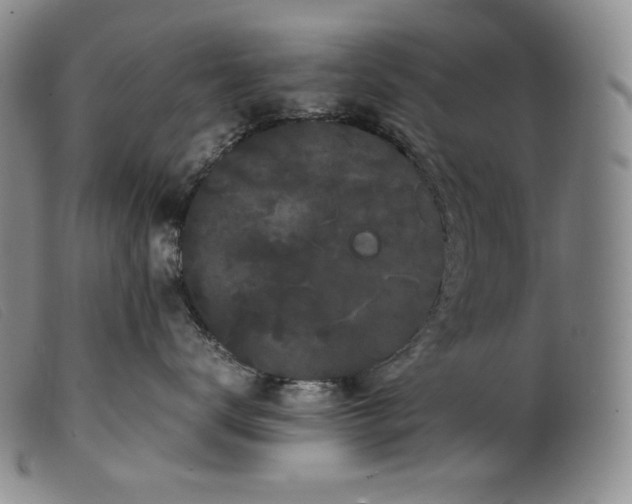 X0000099430672200805231654