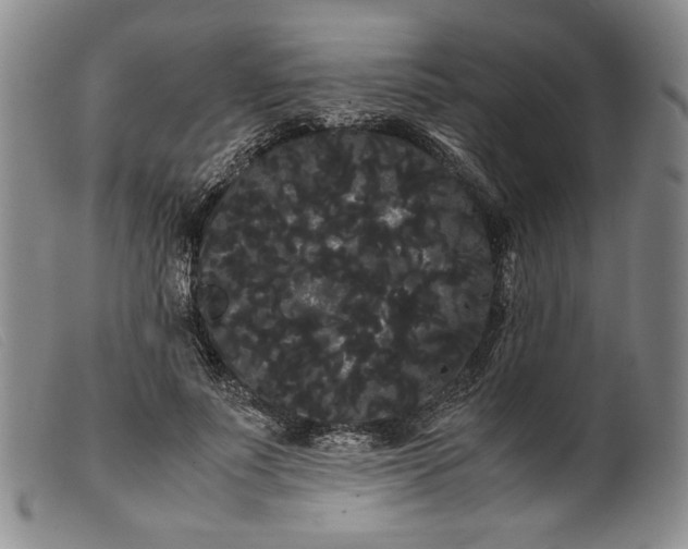 X0000099430691200805231653