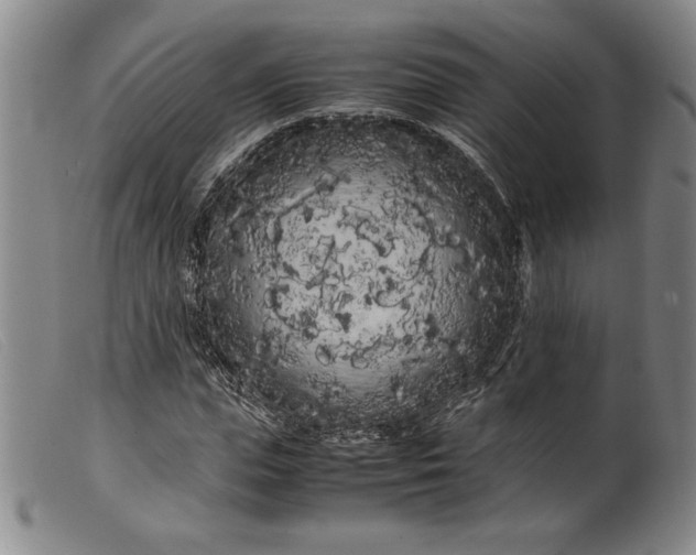 X0000099430823200805231651