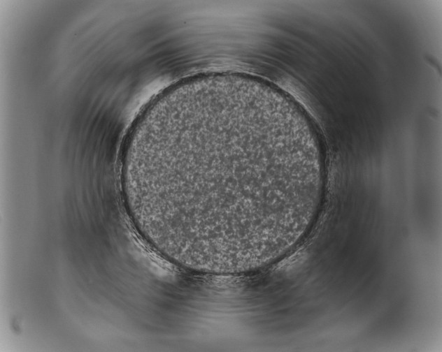 X0000099430832200805231651