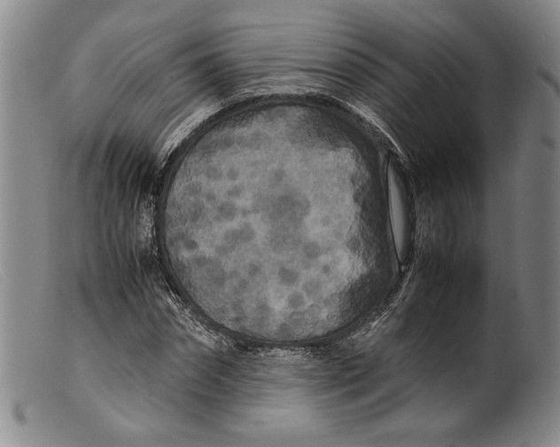 X0000099430874200805231651
