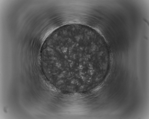 X0000099430879200805231651