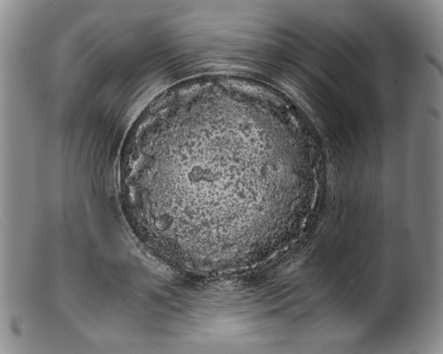 X0000099430891200805231650