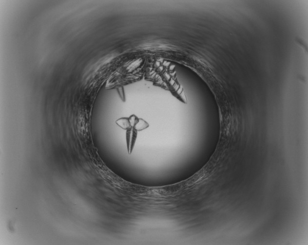 X0000099430966200805231649