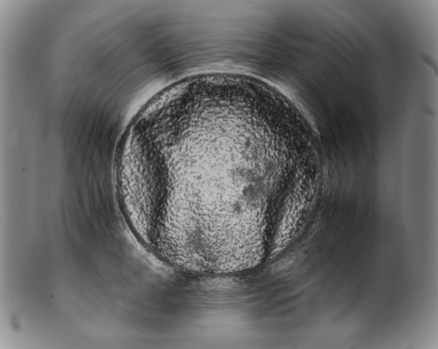 X0000099430998200805231649