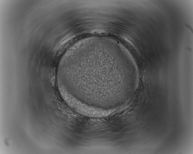 X0000099431015200805231648