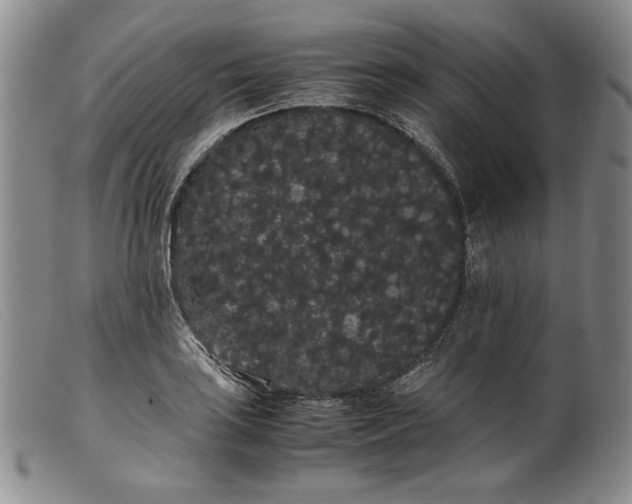 X0000099431035200805231648