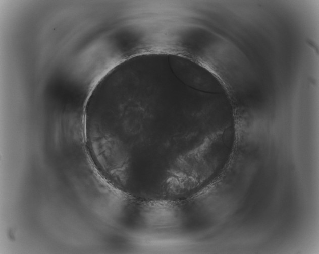 X0000099431079200805231648