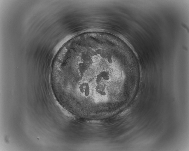 X0000099431245200805231646
