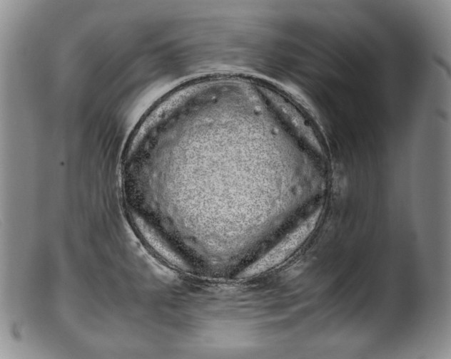 X0000099431287200805231644