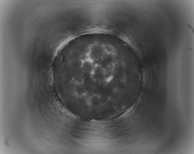 X0000099431358200805231643