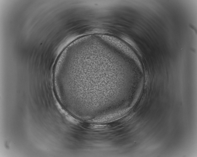 X0000099431439200805231643