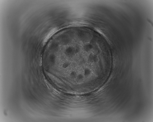 X0000099431459200805231642