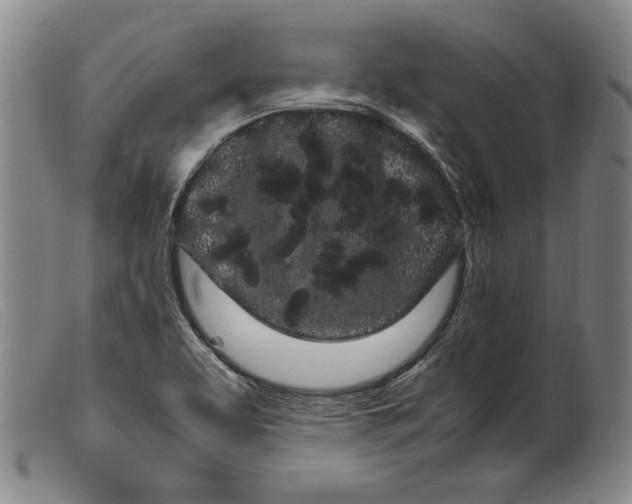 X0000099431463200805231642