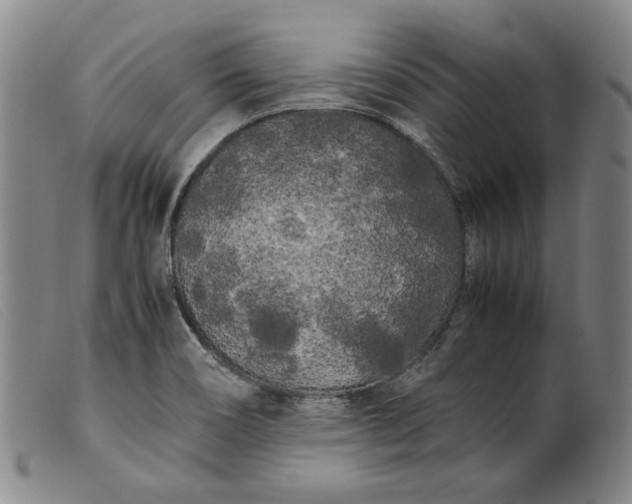 X0000099431466200805231642