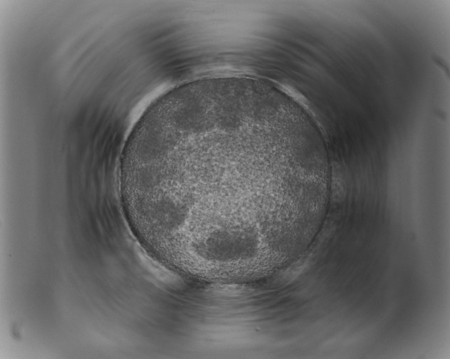 X0000099431474200805231641